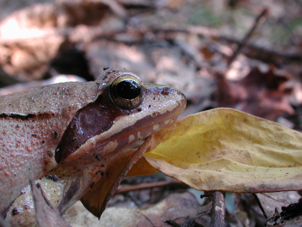 Rana dalmatina